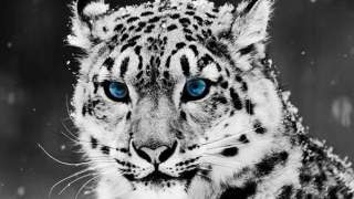 イケメンな動物の画像を集めるトピ
