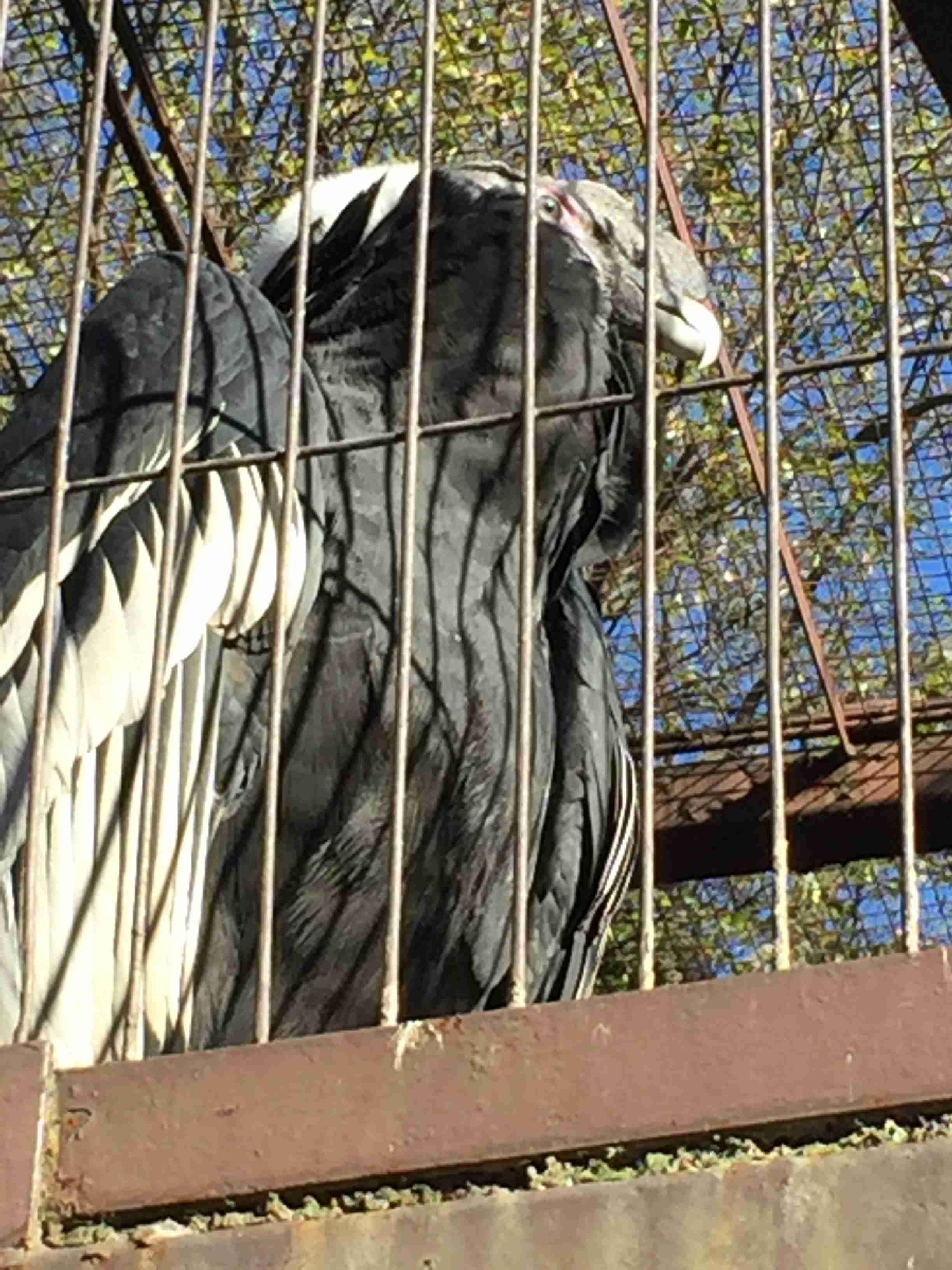 イケメンな動物の画像を集めるトピ
