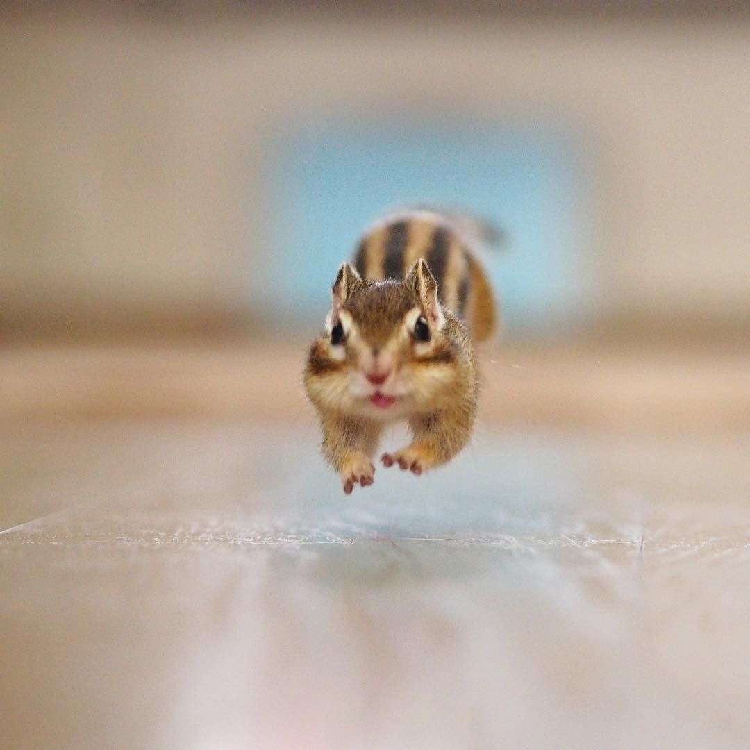 イケメンな動物の画像を集めるトピ