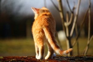 イケメンな動物の画像を集めるトピ