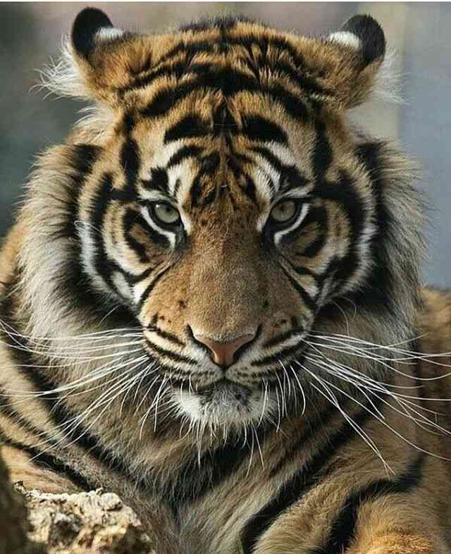 イケメンな動物の画像を集めるトピ