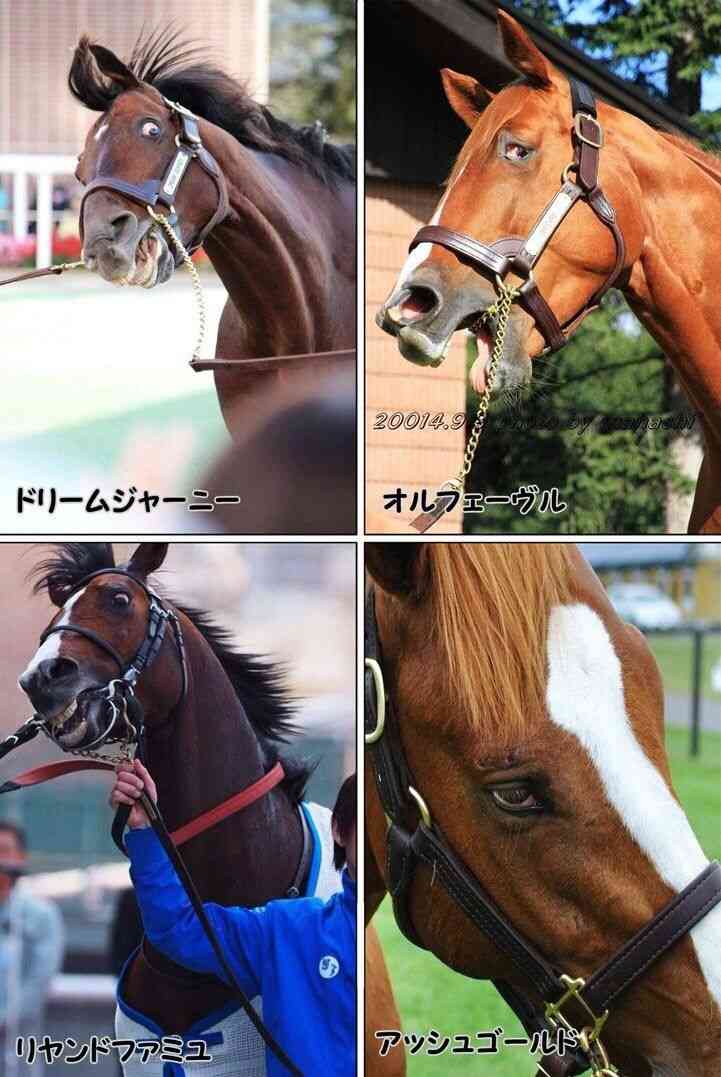 イケメンな動物の画像を集めるトピ