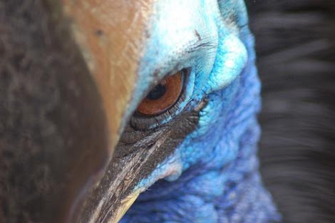 イケメンな動物の画像を集めるトピ