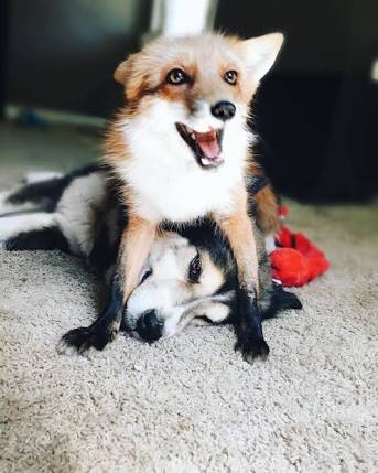 イケメンな動物の画像を集めるトピ