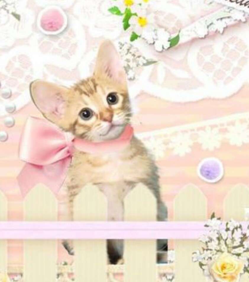 猫の絵を貼るトピ
