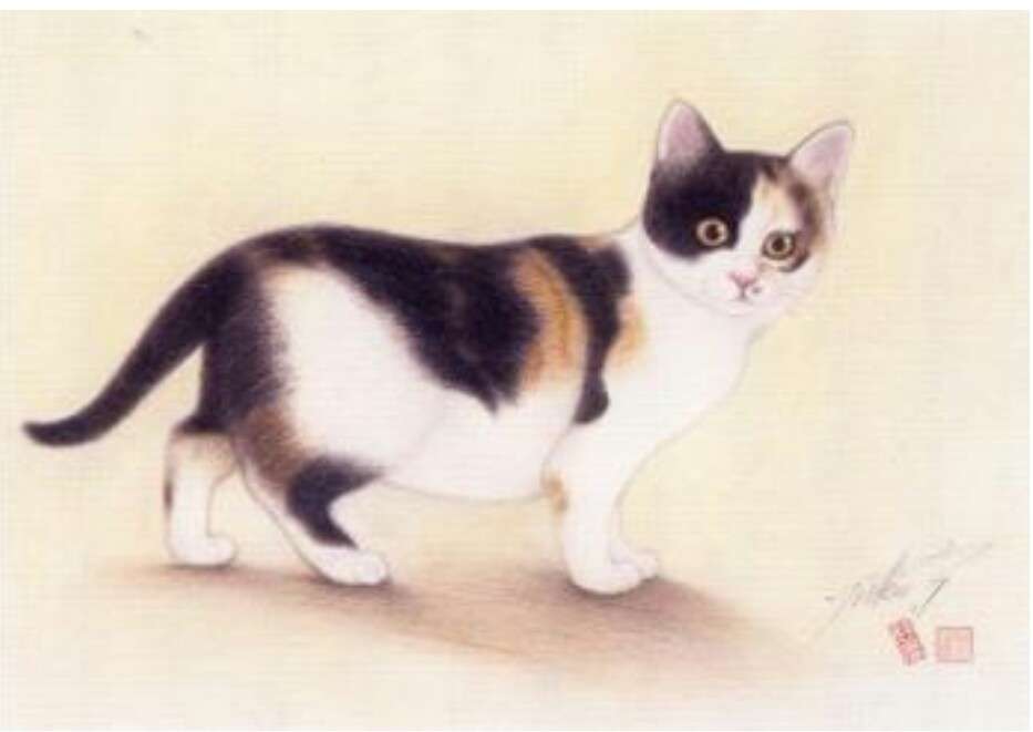 猫の絵を貼るトピ