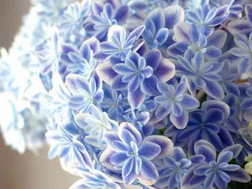 見惚れる画像をください