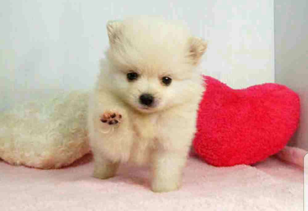 見惚れる画像をください