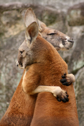 仲良さそうな画像を貼るトピ