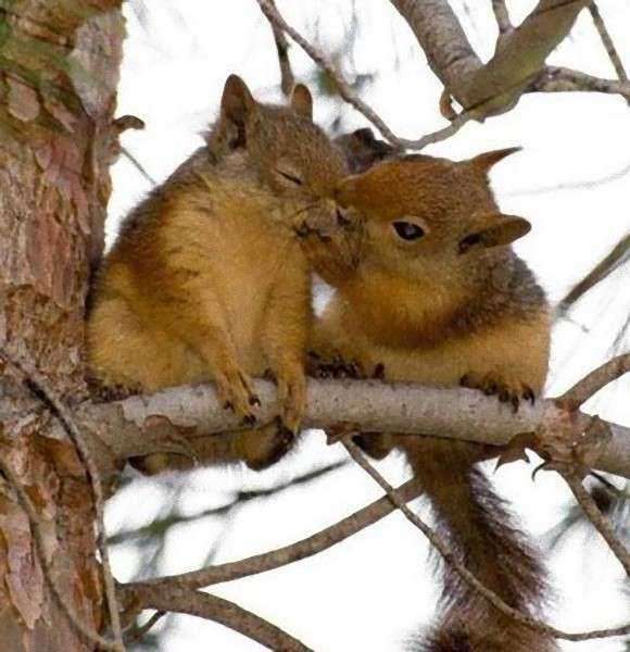 仲良さそうな画像を貼るトピ