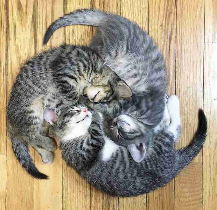 仲良さそうな画像を貼るトピ