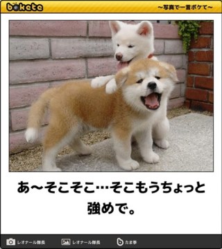 仲良さそうな画像を貼るトピ