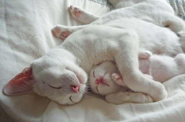 仲良さそうな画像を貼るトピ