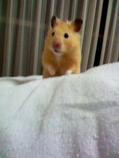 色々なハムスターが見たい