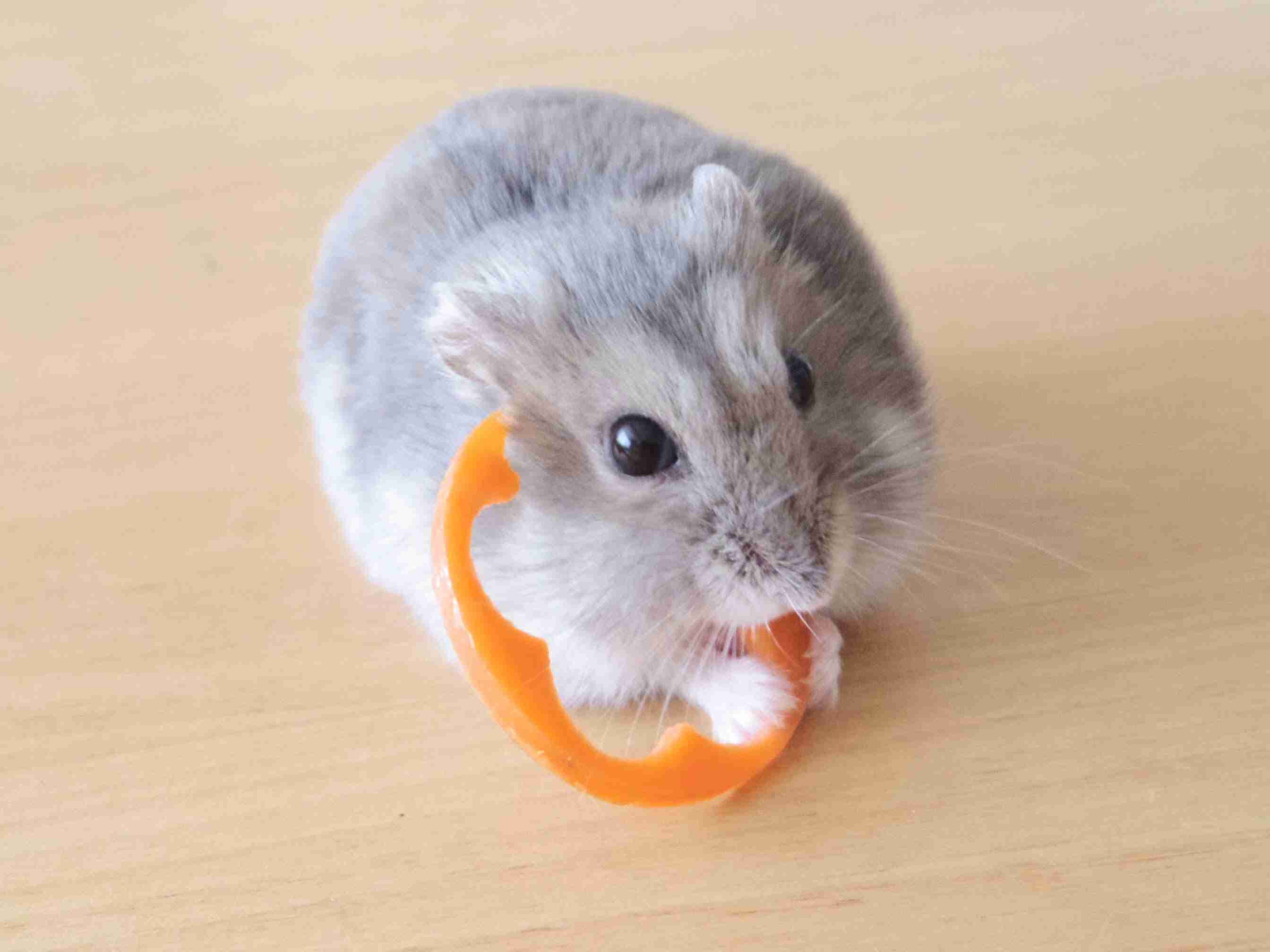 色々なハムスターが見たい