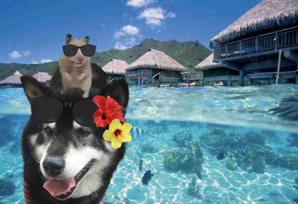 色々なハムスターが見たい