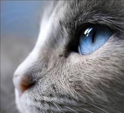 お気に入りのブルーを見せて！