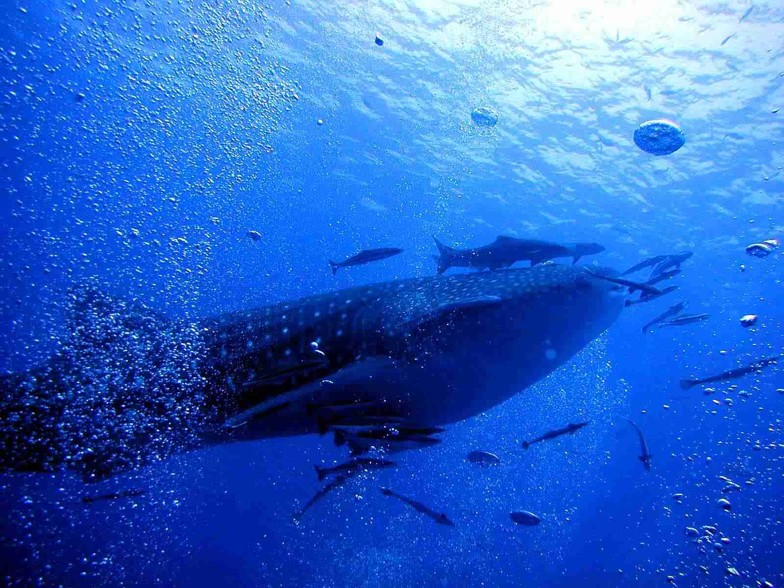 お気に入りのブルーを見せて！