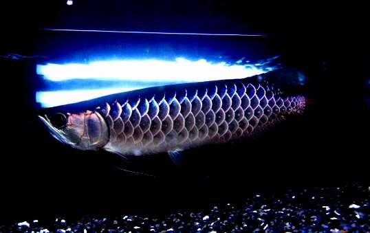 お気に入りのブルーを見せて！