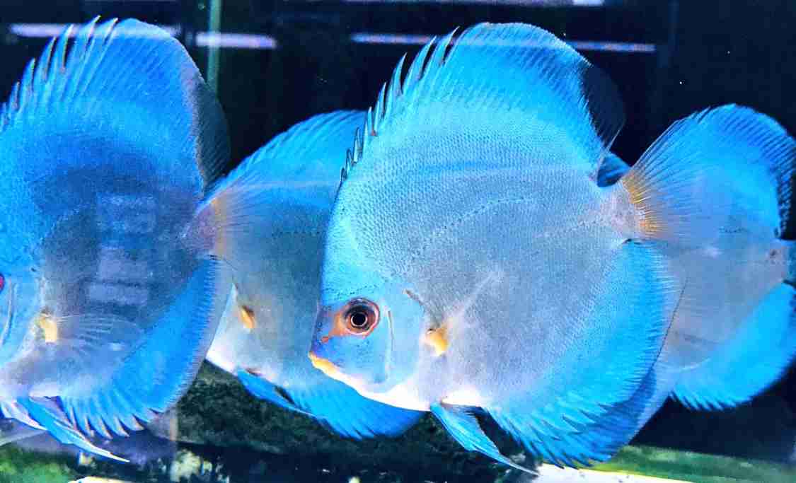 お気に入りのブルーを見せて！