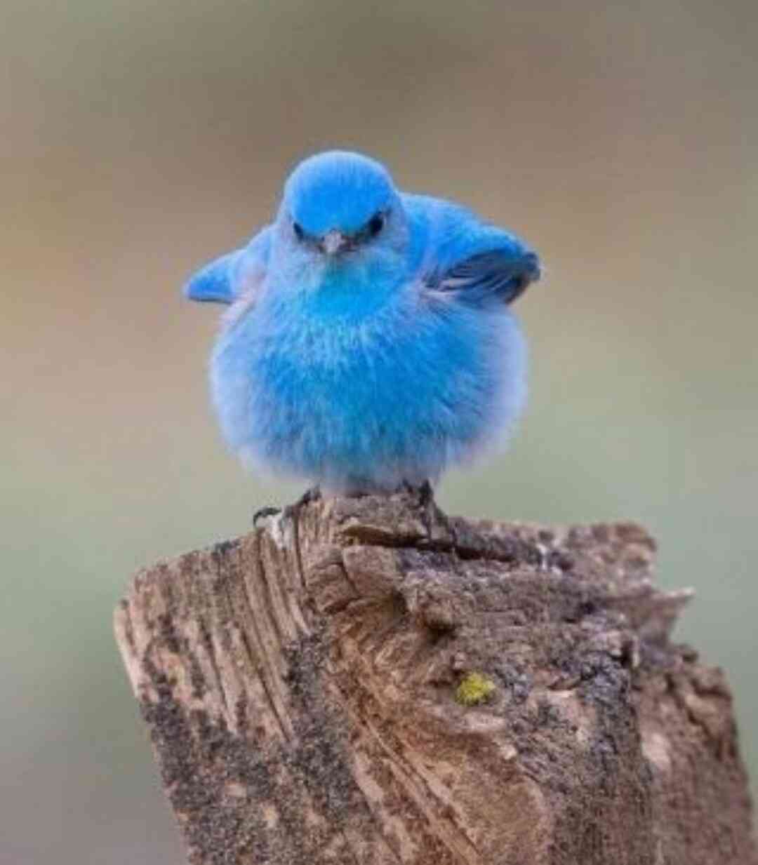 お気に入りのブルーを見せて！