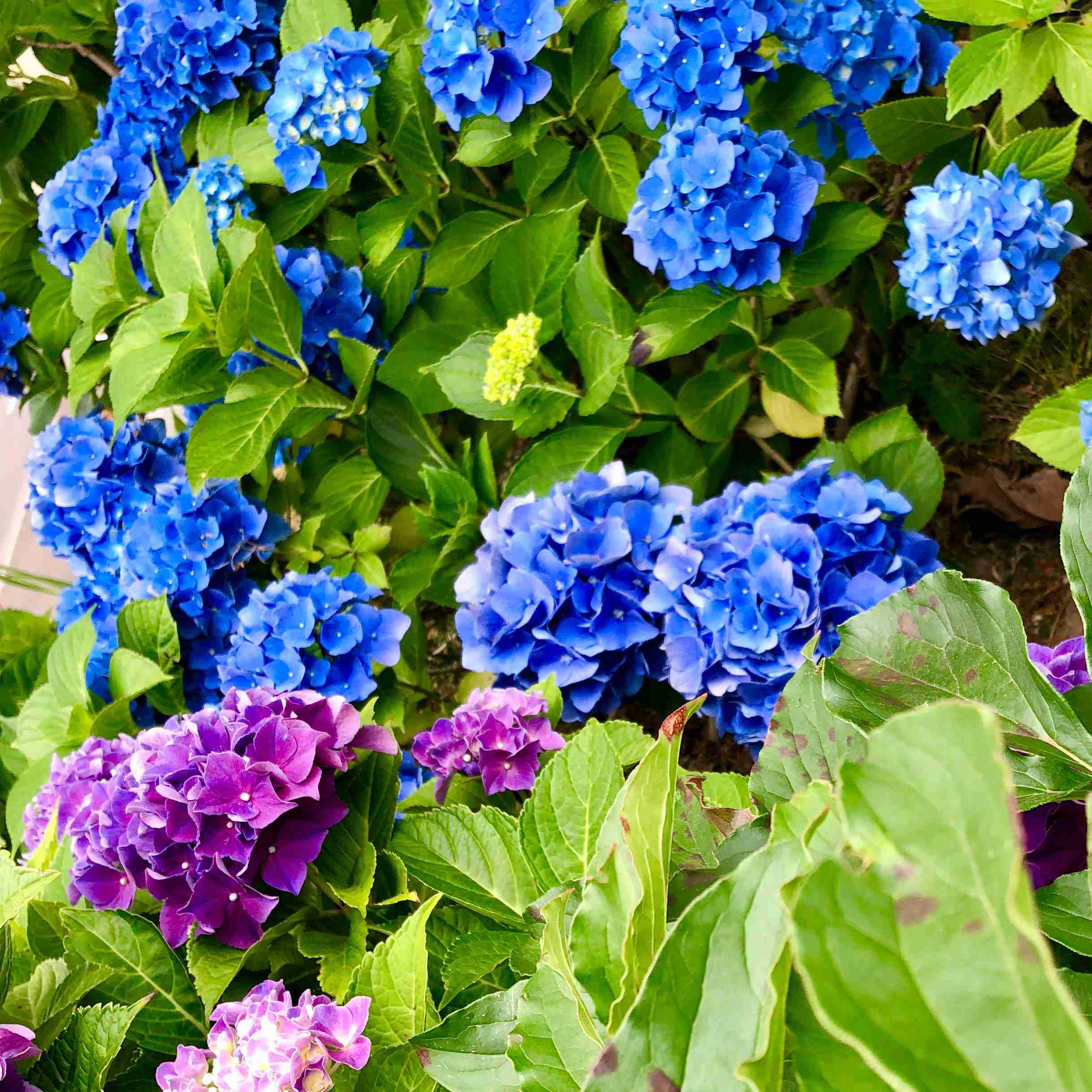 お気に入りのブルーを見せて！