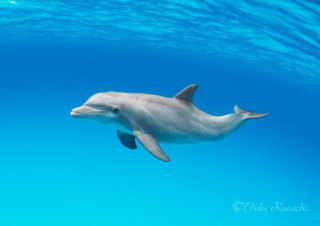 お気に入りのブルーを見せて！