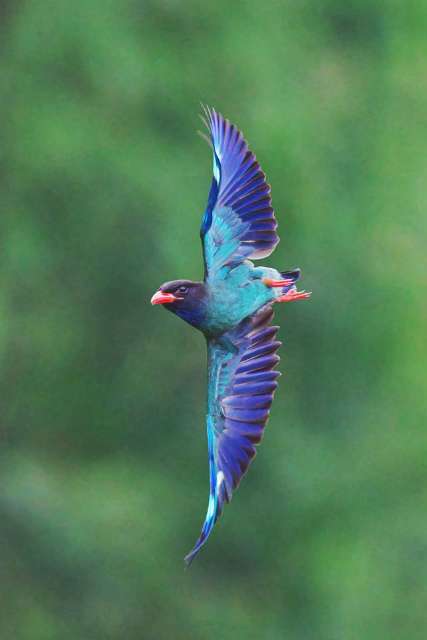 お気に入りのブルーを見せて！