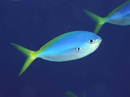 お気に入りのブルーを見せて！