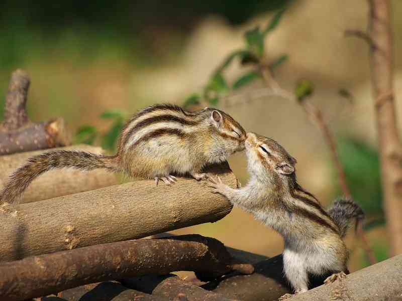 【画像】動物同士のキス