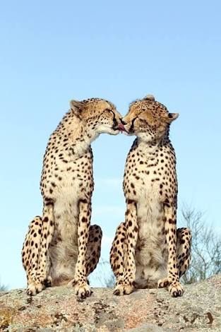 【画像】動物同士のキス