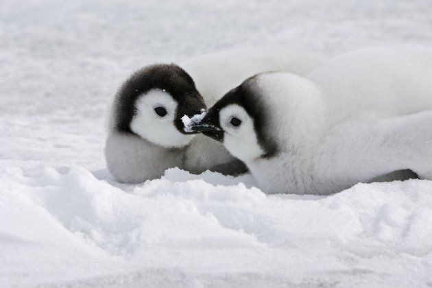 【画像】動物同士のキス