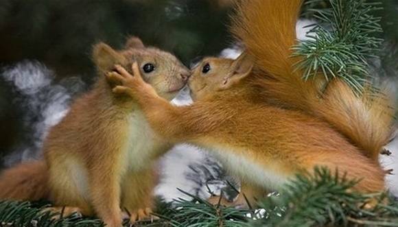 【画像】動物同士のキス
