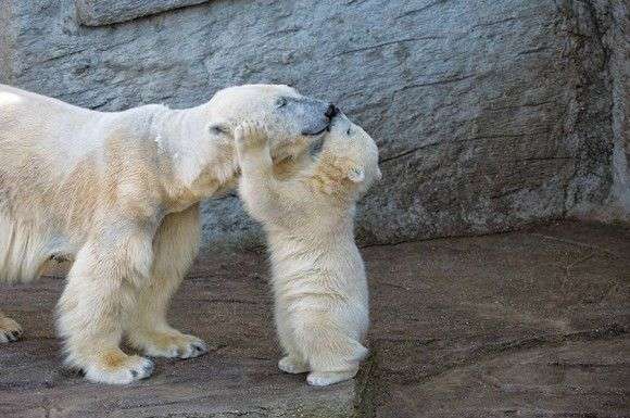 【画像】動物同士のキス