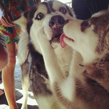 【画像】動物同士のキス