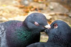 【画像】動物同士のキス