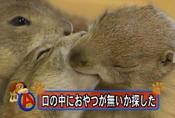 【画像】動物同士のキス