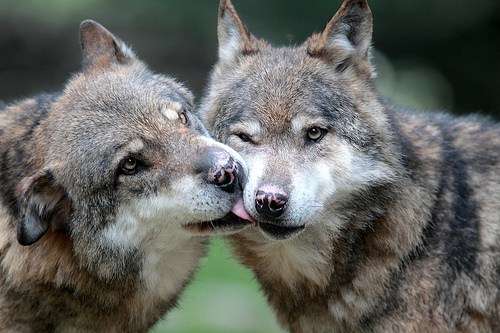 【画像】動物同士のキス
