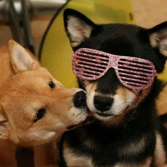 【画像】動物同士のキス