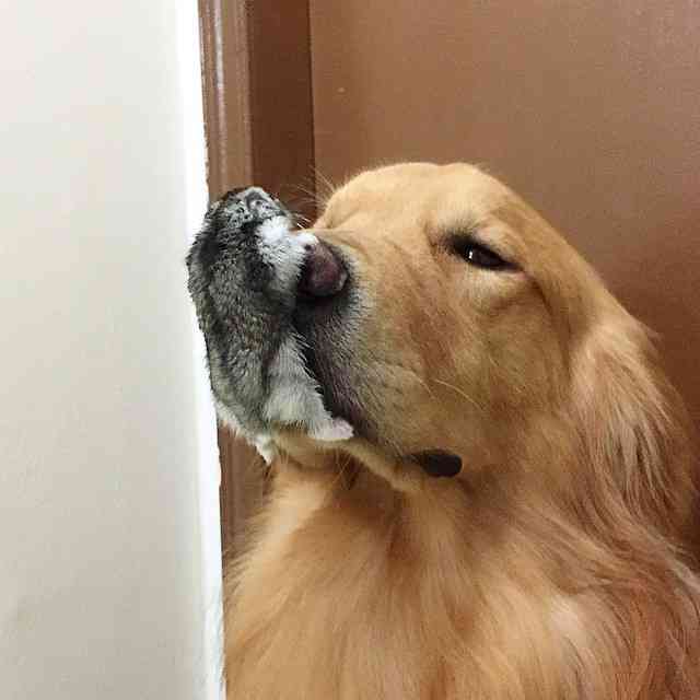 【画像】動物同士のキス