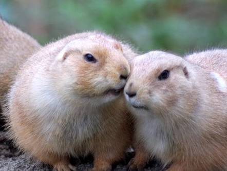 【画像】動物同士のキス