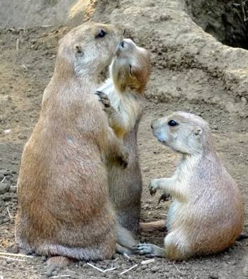 【画像】動物同士のキス