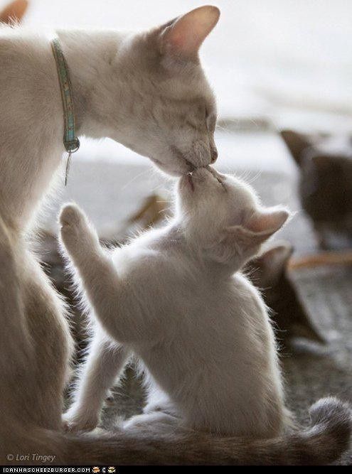 【画像】動物同士のキス