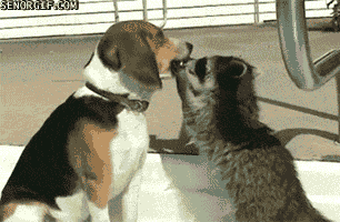 【画像】動物同士のキス