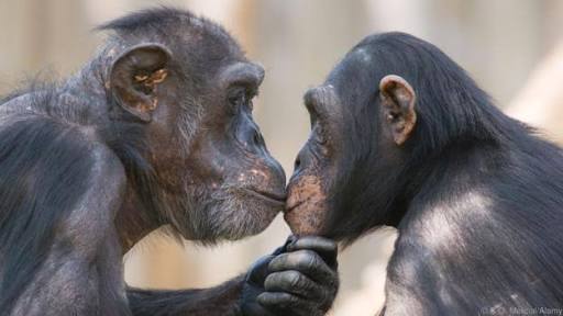 【画像】動物同士のキス