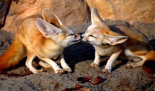 【画像】動物同士のキス