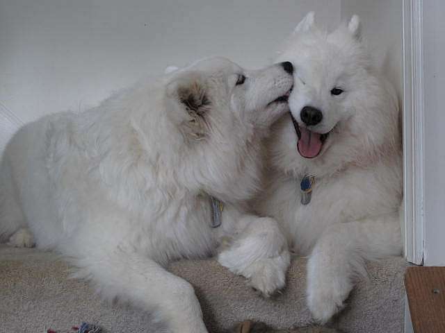 【画像】動物同士のキス