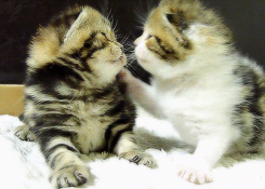 【画像】動物同士のキス