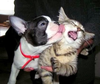 【画像】動物同士のキス