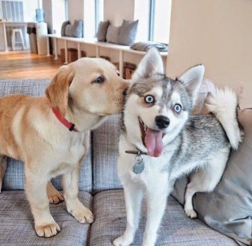 【画像】動物同士のキス